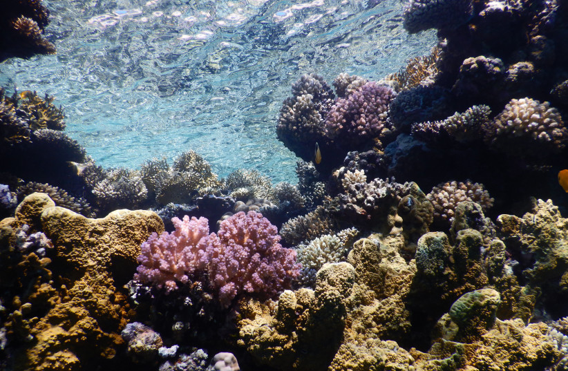 Photo of Red Sea corals (photo credit: PROF. MAOZ FINE)