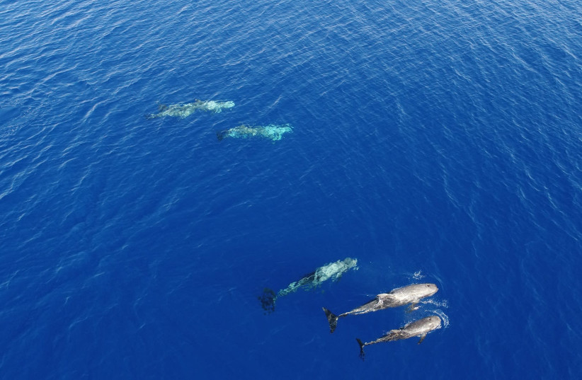 Eight Risso’s dolphins spotted near Eilat /  Park ranger Hen Topikian (photo credit: SOCIETY FOR THE PROTECTION OF NATURE IN ISRAEL)