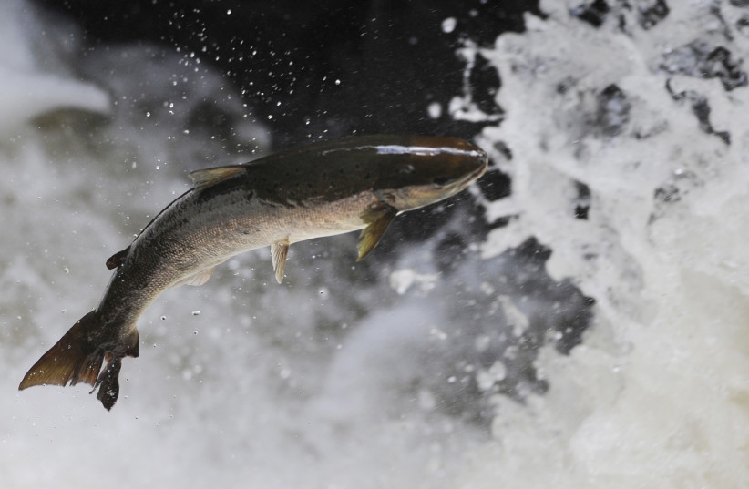 A salmon attempts to leap rapids on the river Braan in Perthshire, Scotland (credit: REUTERS)