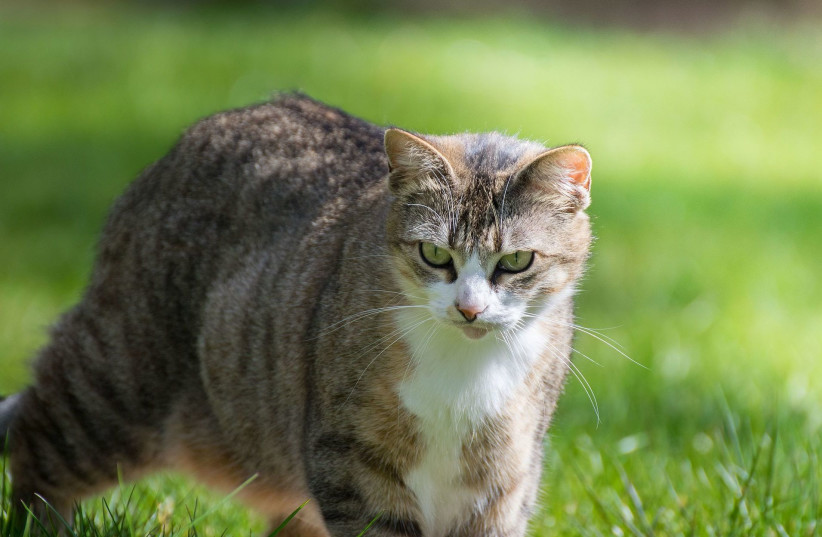 Cat in the grass  (photo credit: Wikimedia Commons)
