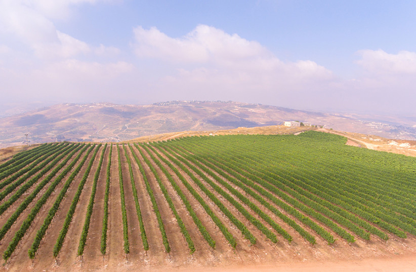 THE CENTRAL Mountains is one of the best regions for Merlot; Tura Winery’s Merlot vineyard is at Har Bracha. (photo credit: TURA WINERY)