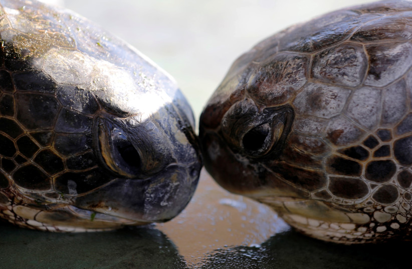 Two green sea turtles touch heads at the Israeli Sea Turtle Rescue Center, in Mikhmoret north of Tel Aviv, Israel September 23, 2019. (photo credit: AMIR COHEN/REUTERS)