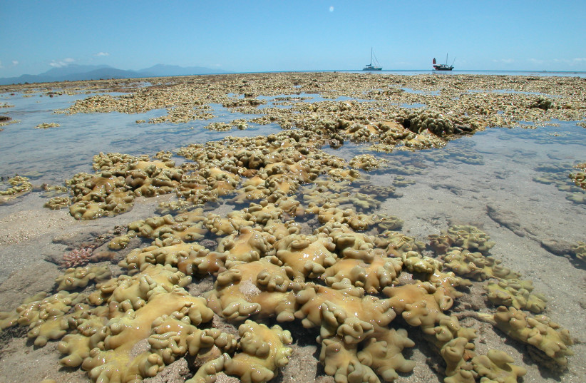 Soft coral are now dominating large areas of the shadow reef which in 1928 had many species of hard corals too (photo credit: PROF. MAOZ FINE)