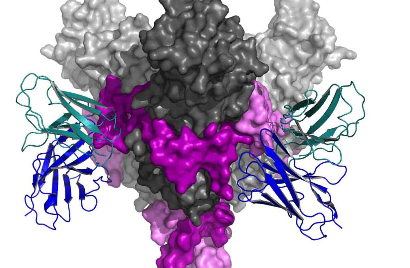 The glycoprotein spike complex of the Ebola virus bound by a neutralizing antibody isolated from a vaccinated individual. Surface representations in grey and pink show the two distinct submits that make the trimeric Ebola spike complex. The heavy and light chains of the neutralizing antibody are sho (photo credit: RON DISKIN/WEIZMANN INSTITUTE)