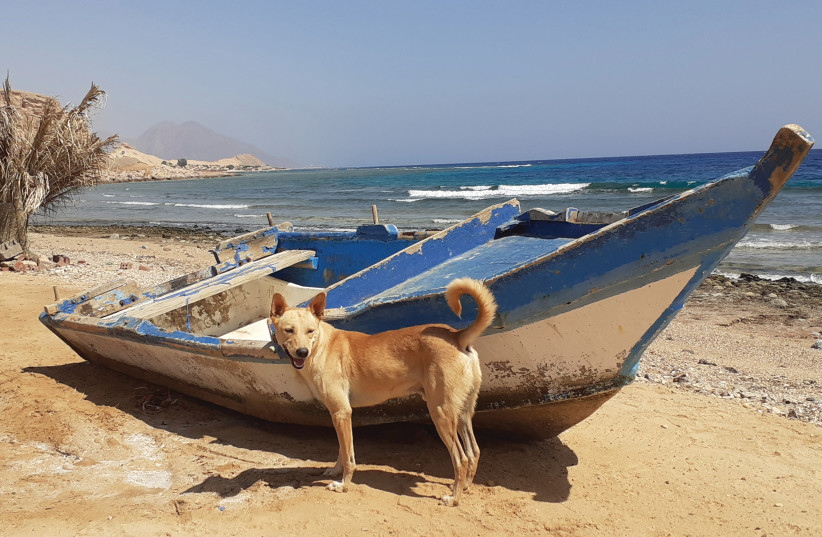 CAMELS AND DOGS are among the more domesticated animals one sees in the Sinai (photo credit: GIL ZOHAR)