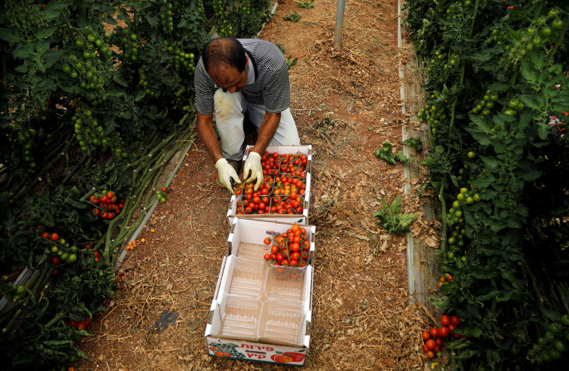 Palestinian man packs cherry tomatoes at a farm in Tubas, in the West Bank (photo credit: RANEEN SAWAFTA/ REUTERS)