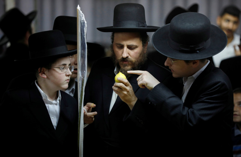 Utra-Orthodox Jews inspect an etrog, citrus fruit used in rituals during the upcoming Jewish holiday of Sukkot in Ashdod, Israel October 10, 2019 (photo credit: AMIR COHEN/REUTERS)