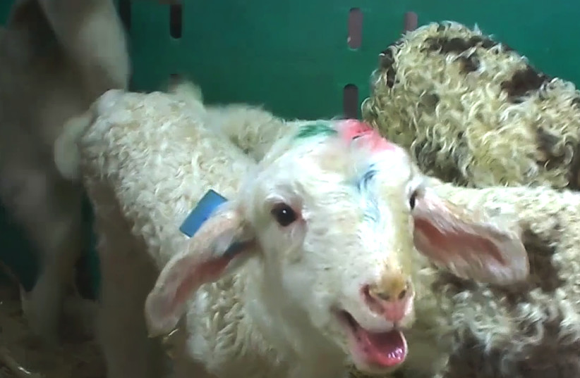 A LAMB bleats after separation from its mother (photo credit: ANIMALS NOW)