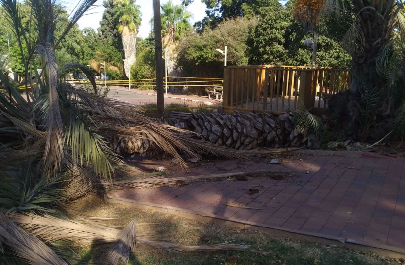 The collapsed palm tree that hit two girls in Kibbutz Bahan (photo credit: MDA)