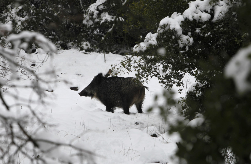 A wild boar roams in the snow near Kibbutz Merom Golan in the Golan Heights, near Israel's border with Syria (credit: BAZ RATNER/REUTERS)