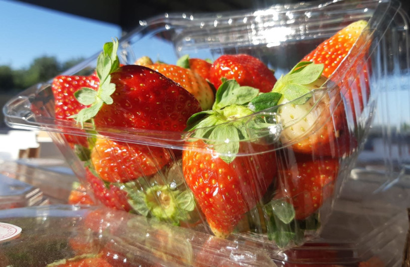 Gazan Strawberries (photo credit: COGAT SPOKESPERSON'S UNIT)