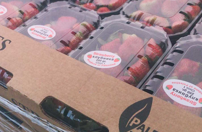 Gazan Strawberries being prepared to be shipped to England (photo credit: COGAT SPOKESPERSON'S UNIT)