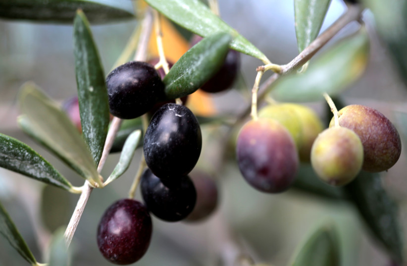 Olives are seen during harvest from olive trees belonging to producer ''Nicolas Alziari'' (credit: REUTERS)