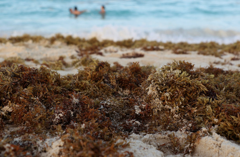 Seaweed is seen on a beach in Cancun (photo credit: REUTERS)