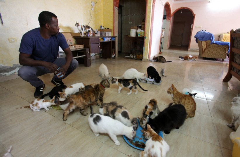 Sa’eed Alerr feeds the many cats he keeps in his home as a temporary measure (photo credit: SANAA ALSWERKY)