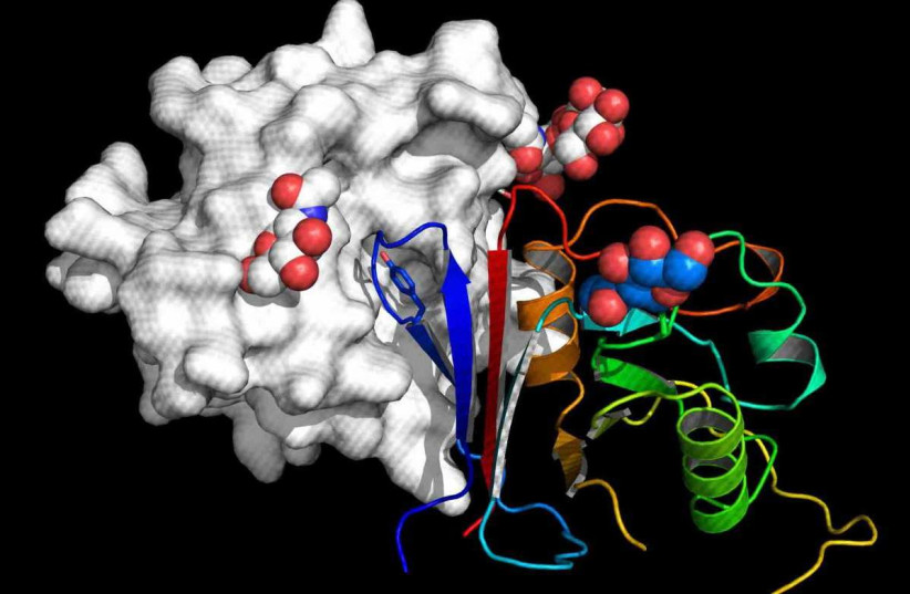  The active part of Arenacept is shown as rainbow-colored ribbon bound to the receptor binding domain of Macho virus colored in grey.  (photo credit: WEIZMANN INSTITUTE OF SCIENCE)