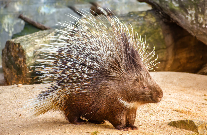 Indian crested porcupine (photo credit: PIXABAY)