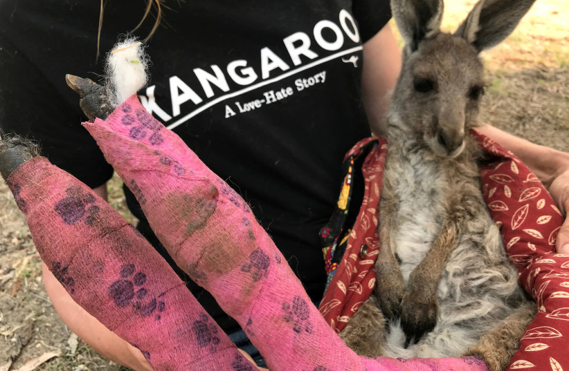 FILE PHOTO: Wildlife Information, Rescue and Education Services (WIRES) volunteer and carer Tracy Dodd holds a kangaroo with burnt feet pads after being rescued from bushfires in Australia's Blue Mountains area, December 30, 2019 (photo credit: REUTERS/JILL GRALOW/FILE PHOTO)
