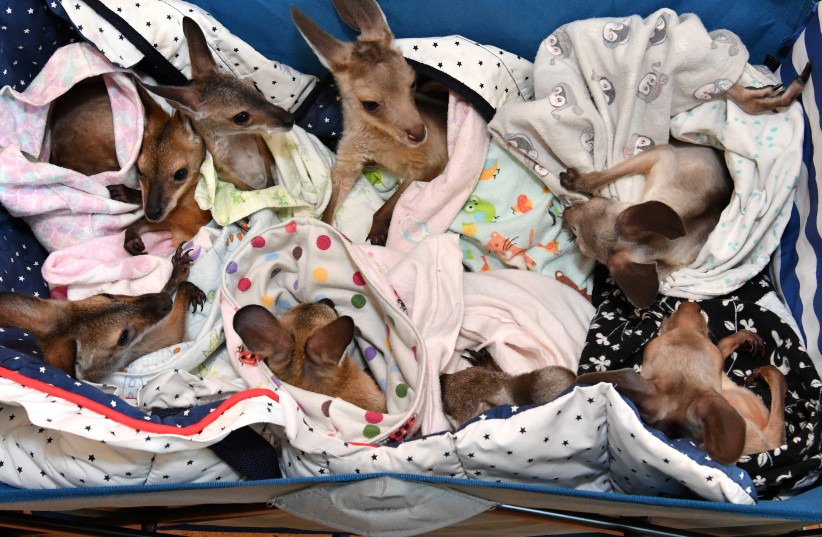 ''Kangaroo and wallaby joeys that have been orphaned due to a mixture of road accidents, dog attacks, bushfires and drought conditions are seen in a cart as they are treated at Australia Zoo Wildlife Hospital in Beerwah'' (credit: DARREN ENGLAND/VIA REUTERS)