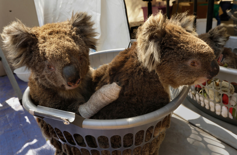 Two injured koalas wait for treatment at the Kangaroo Island Wildlife Park where volunteers and staff are working to save as many koalas and other animals possible. (photo credit: CAROLYN COLE/LOS ANGELES TIMES/TNS)