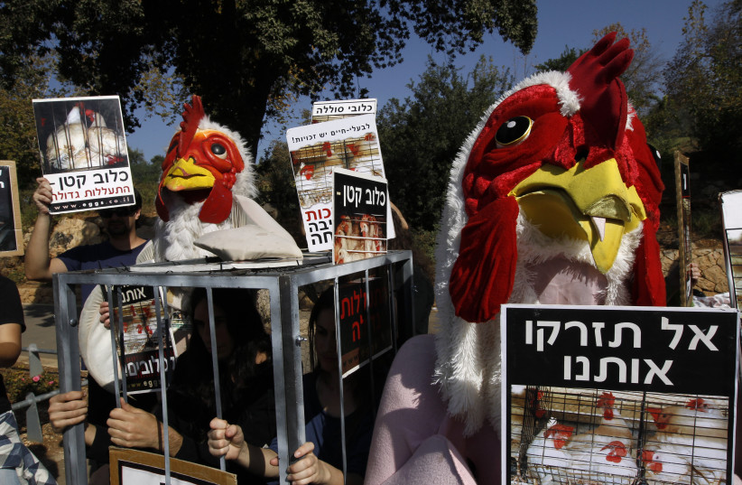 nimal rights activists wearing chicken costumes take part in a protest outside the Israeli parliament in Jerusalem November 10, 2010. Some 20 activists took part in the protest organised by Anonymous animal rights association on Wednesday, against the use of cages in the Israeli egg industry. The si (photo credit: REUTERS)