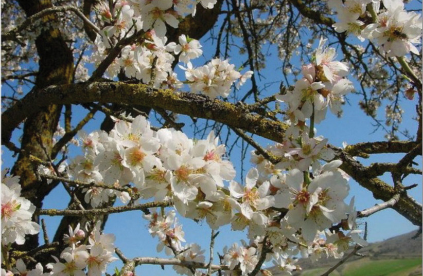 The almond tree and its blossom, according to the Haggadah, have a special significance for Tu Bishvat (photo credit: Courtesy)