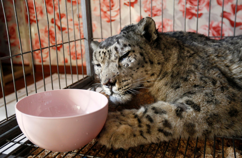 Wounded snow leopard Jaabars rests in a cage during rehabilitation at Bugu-Enye public foundation outside Bishkek (photo credit: REUTERS)