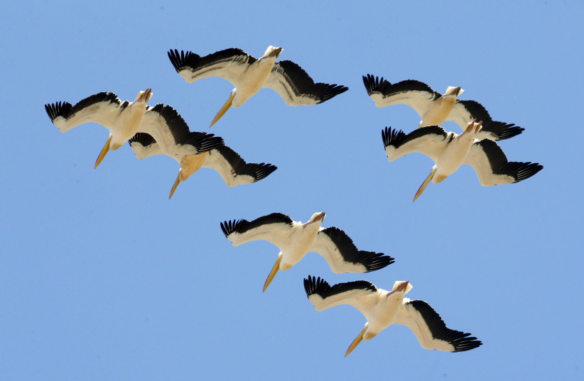 Pelicans flying (photo credit: REUTERS)
