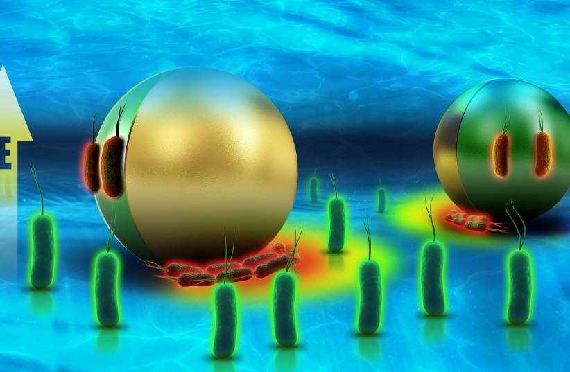 Schematic illustration of selective bacteria trapping, transport and electroporation (red fluorescence) using a Janus particle as a mobile microelectrode and an applied electric field are shown. (photo credit: TECHNION)