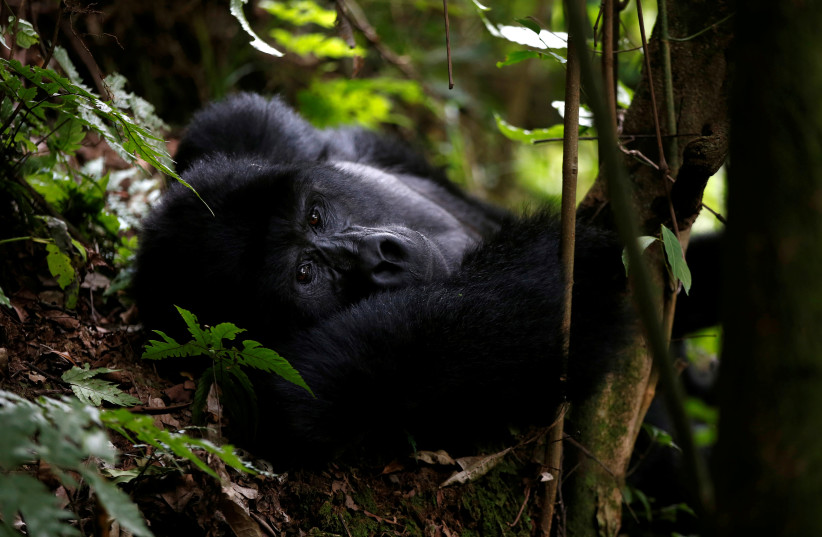 Male mountain gorilla from the Mukiza group is seen at Bwindi National Park near the town of Kisoro (photo credit: REUTERS)