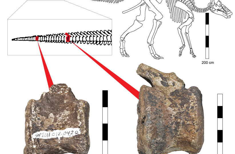 Location of the pathological vertebrae in a hadrosaur skeleton. The space that contained the overgrowth open to the caudal surface of the vertebrae. (photo credit: ARIEL POKHOJAEV/TEL AVIV UNIVERSITY)