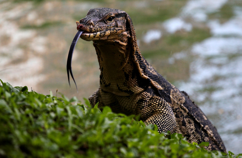 A monitor lizard is pictured at Lumpini park in Bangkok, Thailand, September 20, 2016 (photo credit: REUTERS)