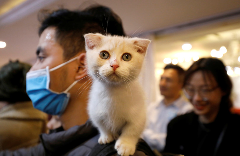 A cat is seen on the shoulder of her owner during the Vietnam's first cat show in Hanoi, Vietnam February 16, 2020. (photo credit: KHAM / REUTERS)