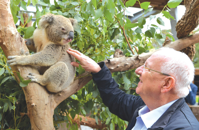 PRESIDENT REUVEN RIVLIN makes friends with a koala bear (photo credit: KOBI GIDEON/GPO)