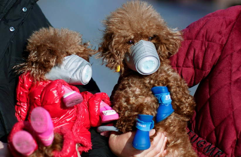 Dogs wear masks at a main shopping area in downtown Shanghai, China, as the country is hit by an outbreak of a new coronavirus, February 16, 2020. (photo credit: REUTERS/ALY SONG)