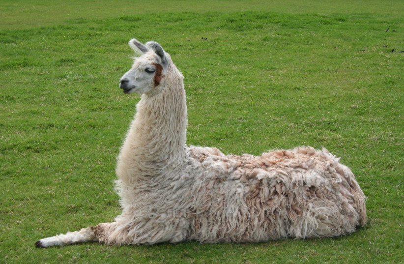 Llama nanobodies could be used to develop COVID-19 treatment - study - Vimarsana News