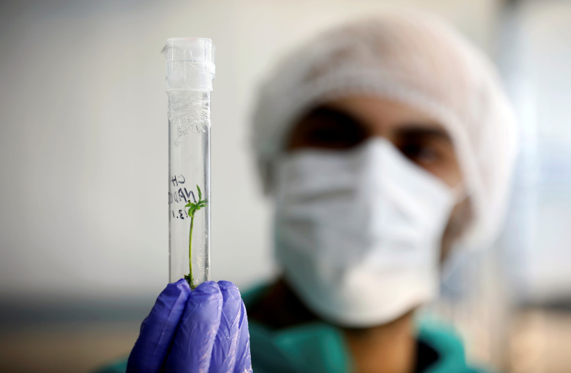 An employee holds a test-tube as he works in the tissue culture laboratory of Pharmocann, an Israeli medical cannabis company in northern Israel (photo credit: REUTERS)