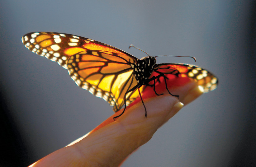 Butterfly  (photo credit: REUTERS)