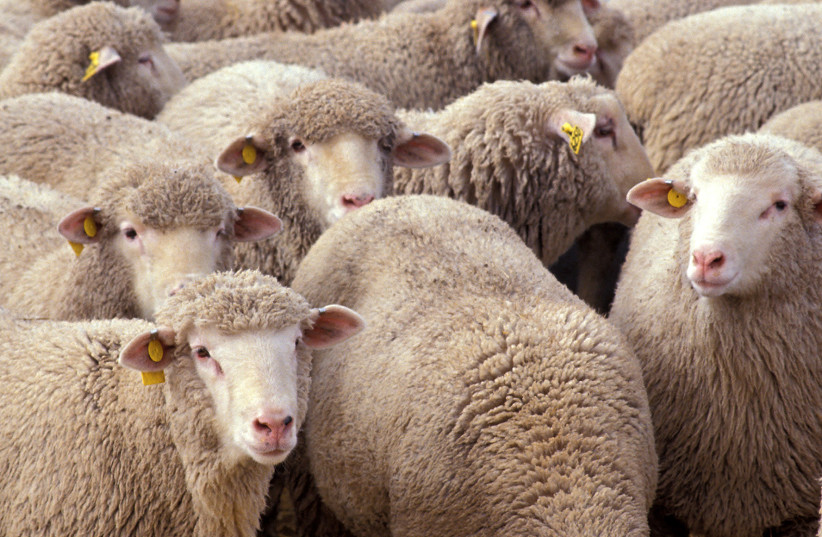 The sheep was an idolatrous symbol for the Egyptian nation (photo credit: Wikimedia Commons)