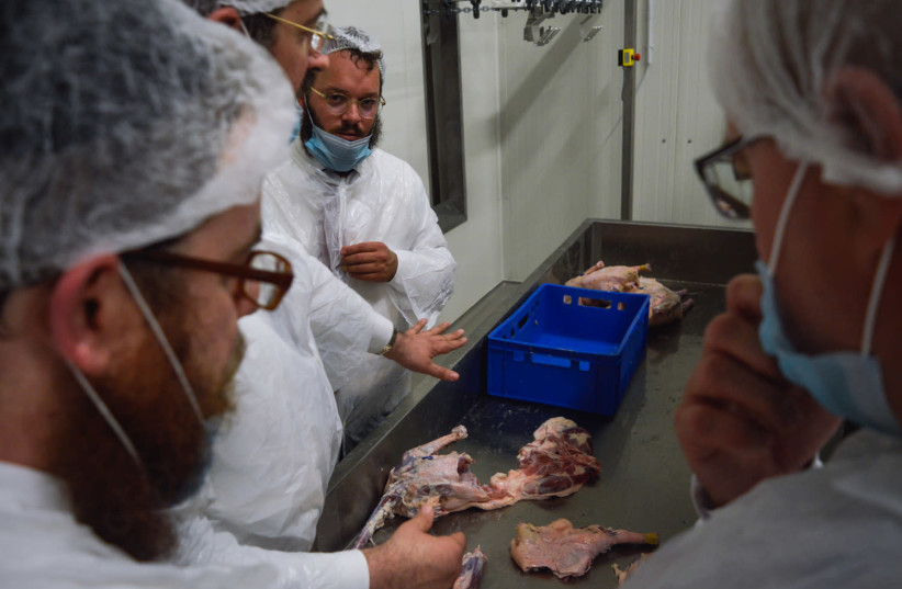 Jewish workers inspect kosher chickens  (photo credit: ZSOLT DEMECS)