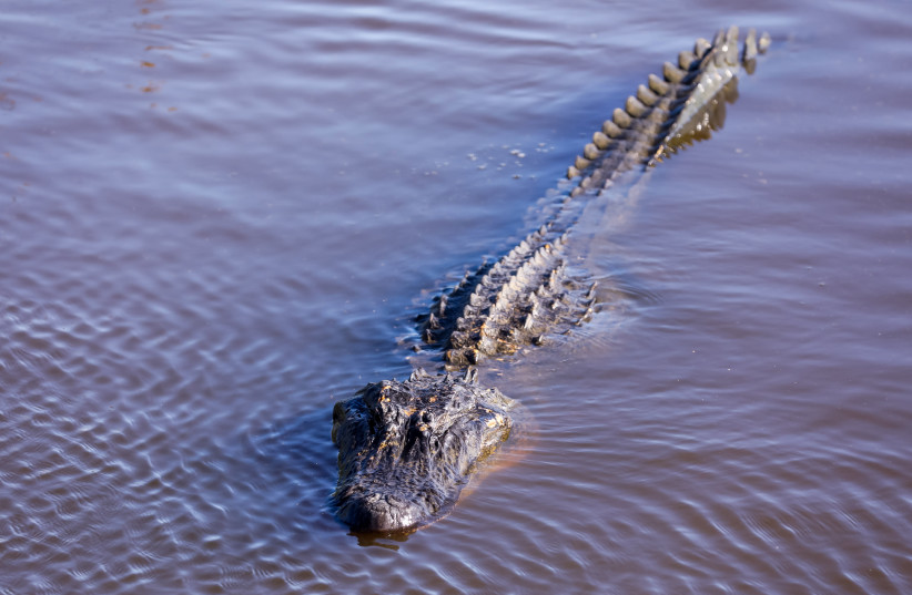 Alligator approached the 18th hole water edge during the third round of the Zurich Classic golf tournament at TPC Louisiana (photo credit: REUTERS)