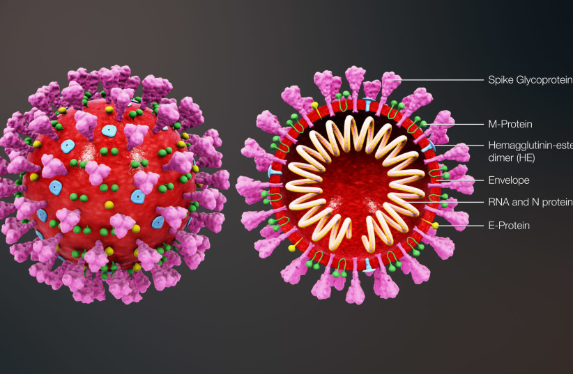 3D medical animation still shot showing the structure of a coronavirus (photo credit: WWW.SCIENTIFICANIMATIONS.COM)