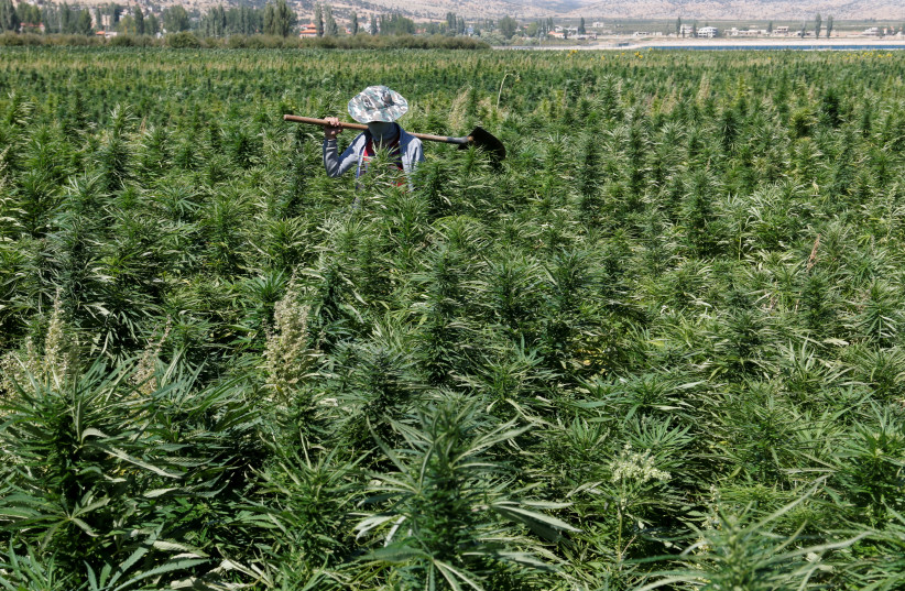 Is cannabis dangerous for pregnant women? - study - Vimarsana News