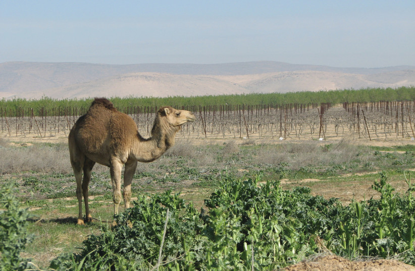 A CAMEL enjoys a salad in the Negev’s Ramat Arad vineyard. (credit: CARMEL WINERY)