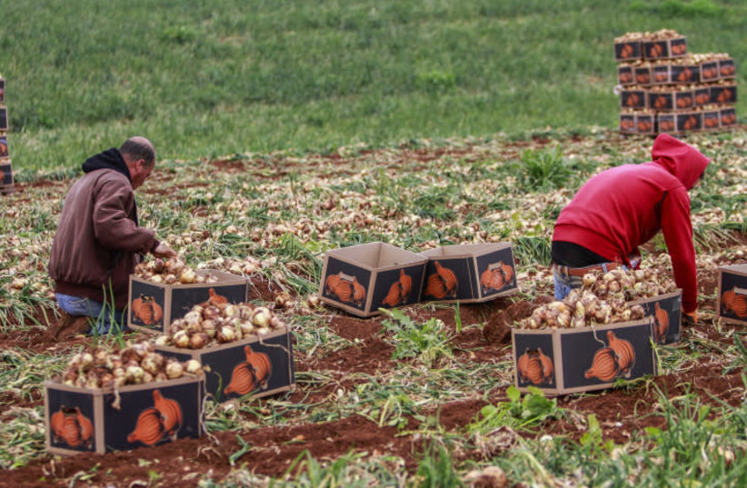 COLLECTING ONIONS in a field in the Judean Valley. The farmer must let his fields lay fallow during the shmita year.  (photo credit: NASSER ISHTAYEH/FLASH90)