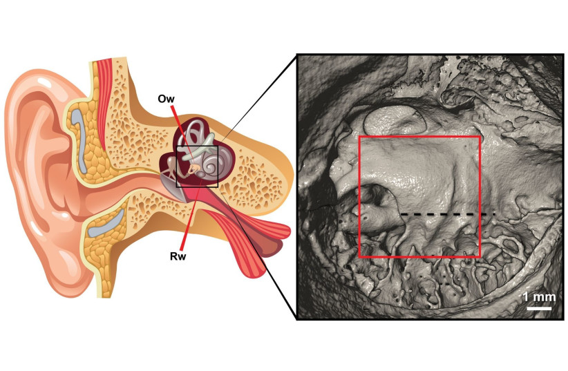 Illustration of a longitudinal cross section of the ear and the region of interest where signs for ear infection were examined (a "healthy" ear) (photo credit: ARIEL POKHOJAEV/DEPARTMENT OF ANATOMY&ANTHROPOLOGY/SACKLER FACULTY OF MEDICINE/TEL AVIV UNIVERSITY)