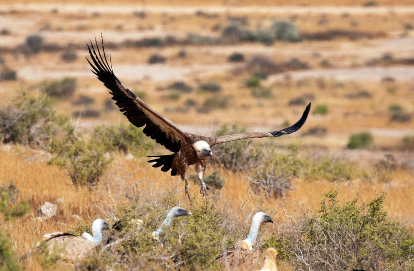 A griffon vulture lands in an area, used as a feeding station, where carrion is left by conservationists as part of a national project to protect and increase the population of the protected bird in Israel, in southern Israel. (credit: REUTERS)