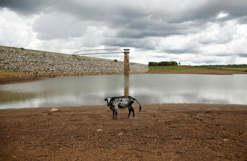 A cow stands on caked mud before a small patch of water at a dam as the region deals with a prolonged drought near Bulawayo, Zimbabwe, January 18, 2020. Picture taken January 18, 2020. (photo credit: PHILIMON BULAWAYO/REUTERS)