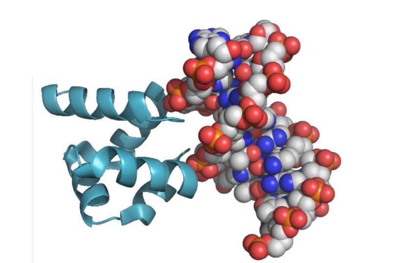 A model of the protein (the blue ribbon) and the DNA (the spheres) is binds (credit: WEIZMANN INSTITUTE OF SCIENCE)