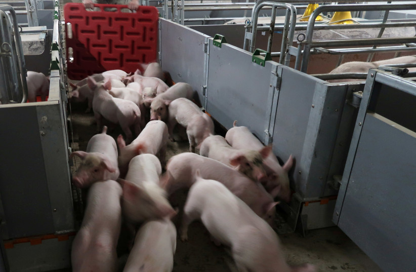 Workers move young pigs at a farm in Guangxi, China, March 21, 2018 (photo credit: REUTERS/DOMINIQUE PATTON)